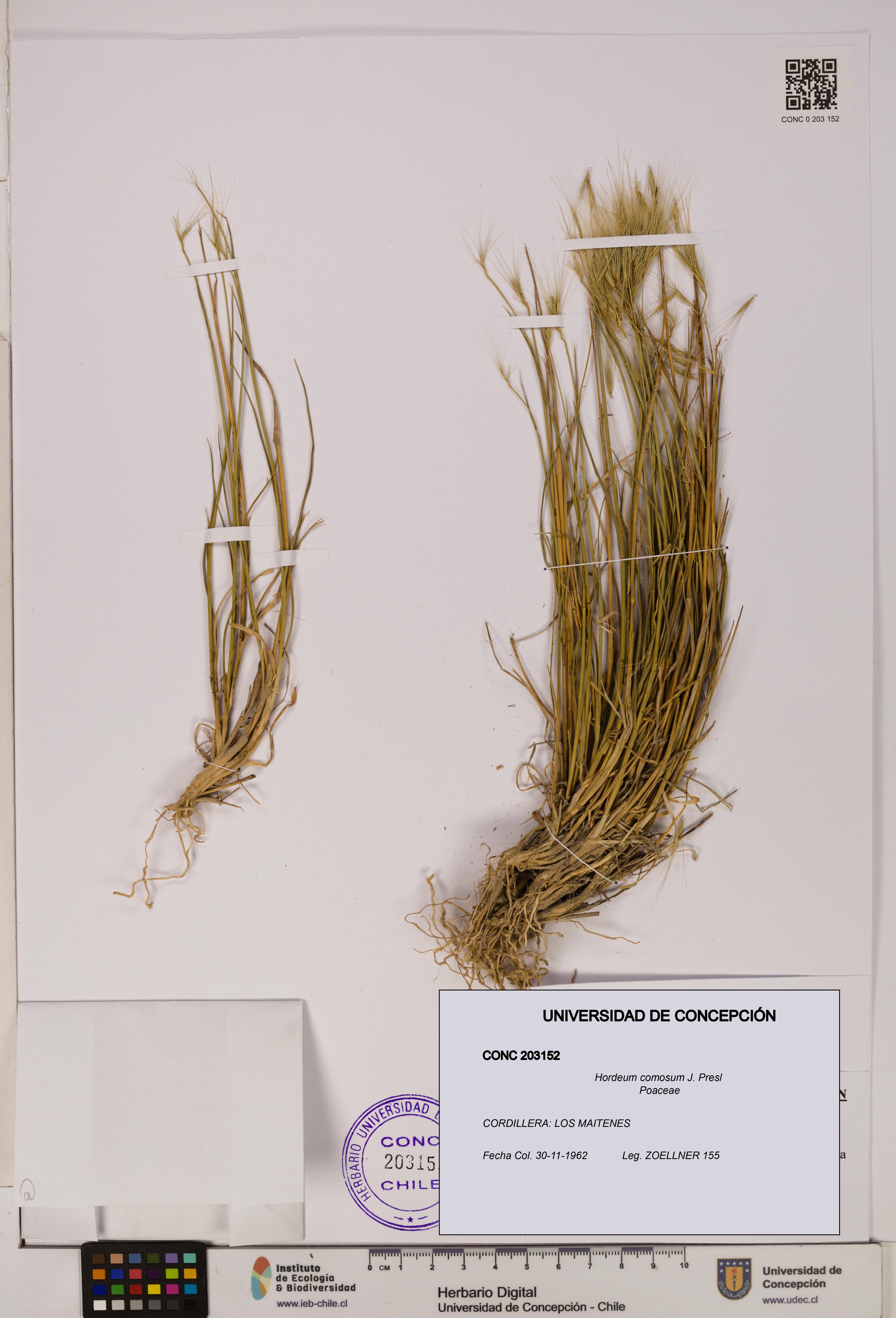 Hordeum comosum [Espécimen: UDEC:CONC:0203152]