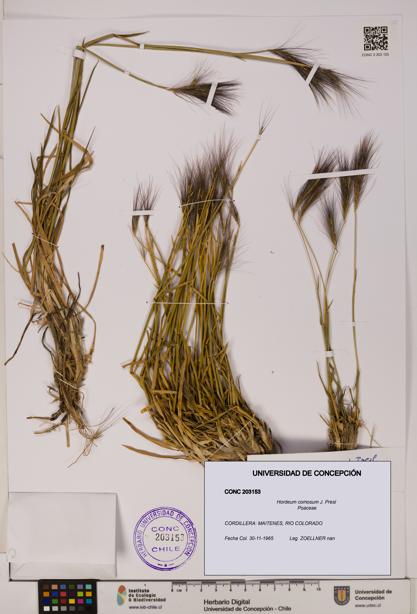 Hordeum comosum [Espécimen: UDEC:CONC:0203153]