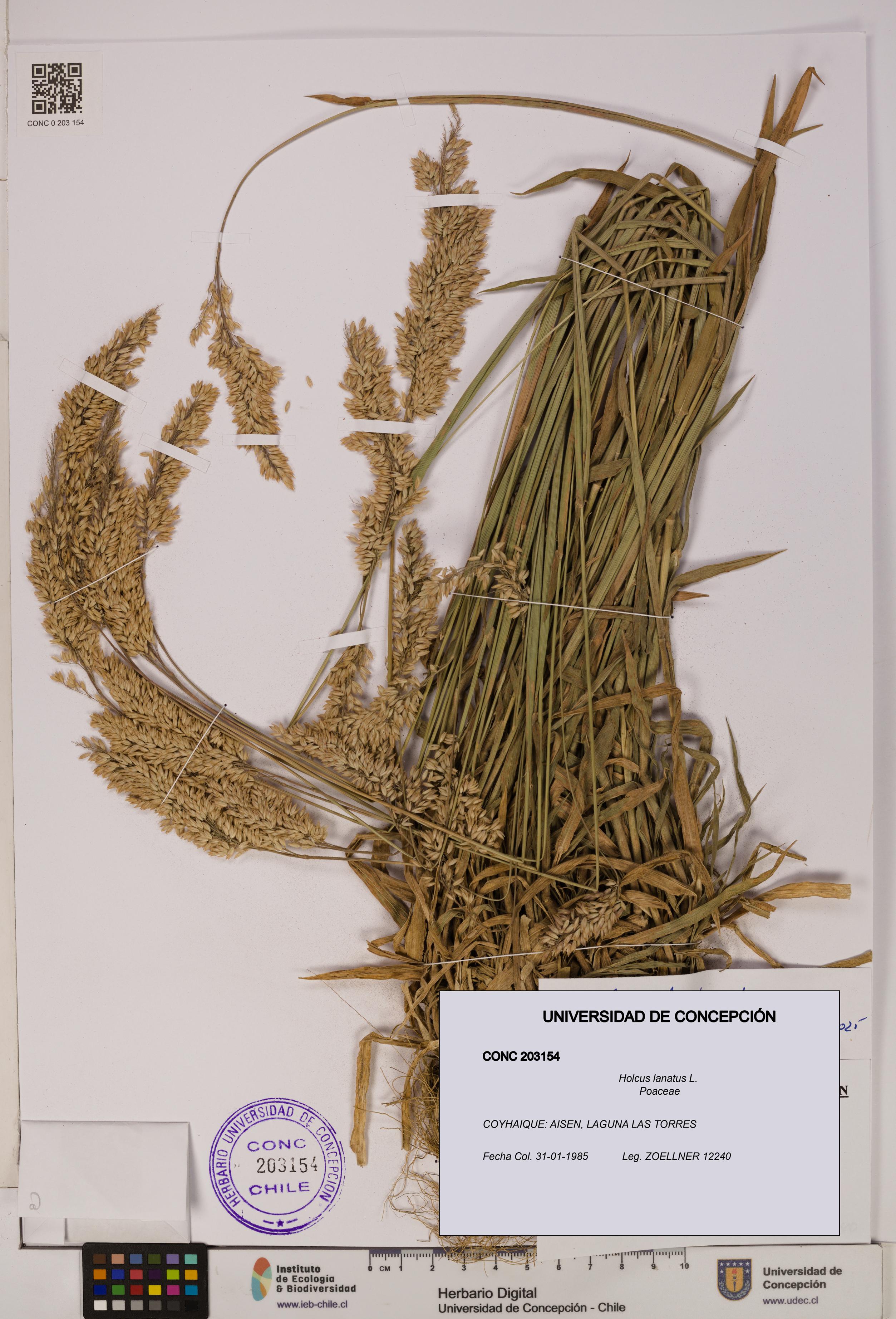 Holcus lanatus [Espécimen: UDEC:CONC:0203154]