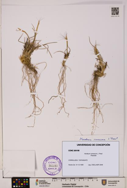 Hordeum comosum [Espécimen: UDEC:CONC:0203155]