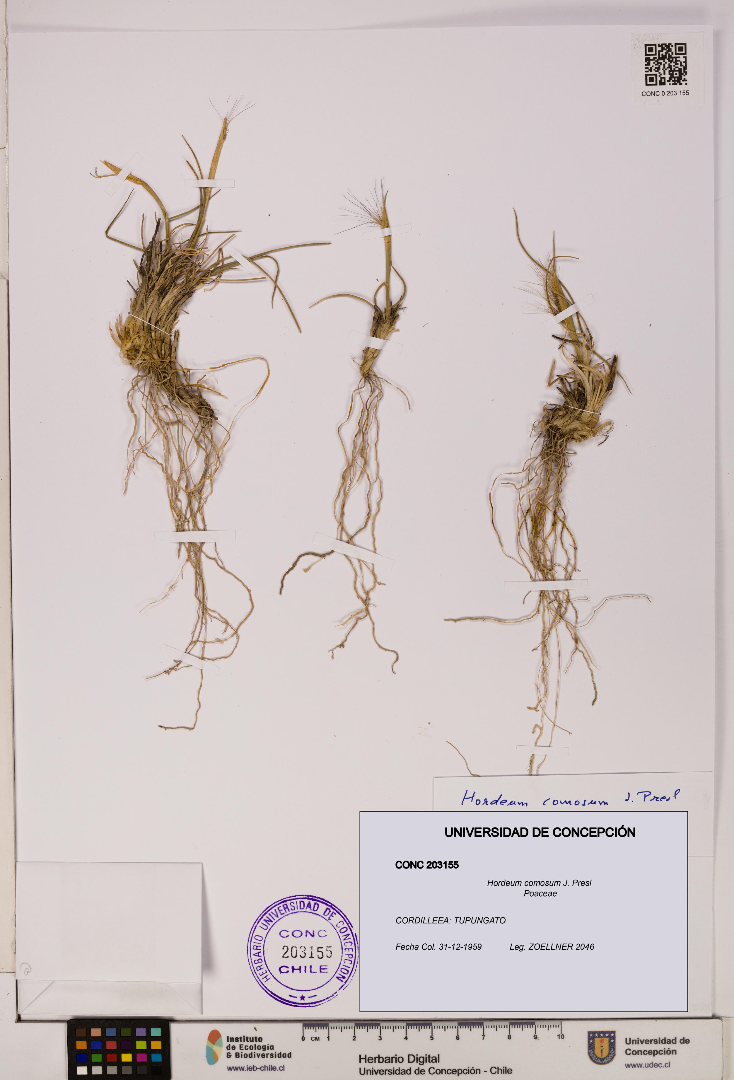Hordeum comosum [Espécimen: UDEC:CONC:0203155]