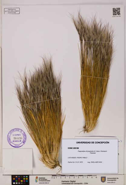 Pappostipa chrysophylla [Espécimen: UDEC:CONC:0203156]