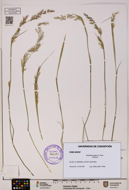 Nassella pungens [Espécimen: UDEC:CONC:0203157]