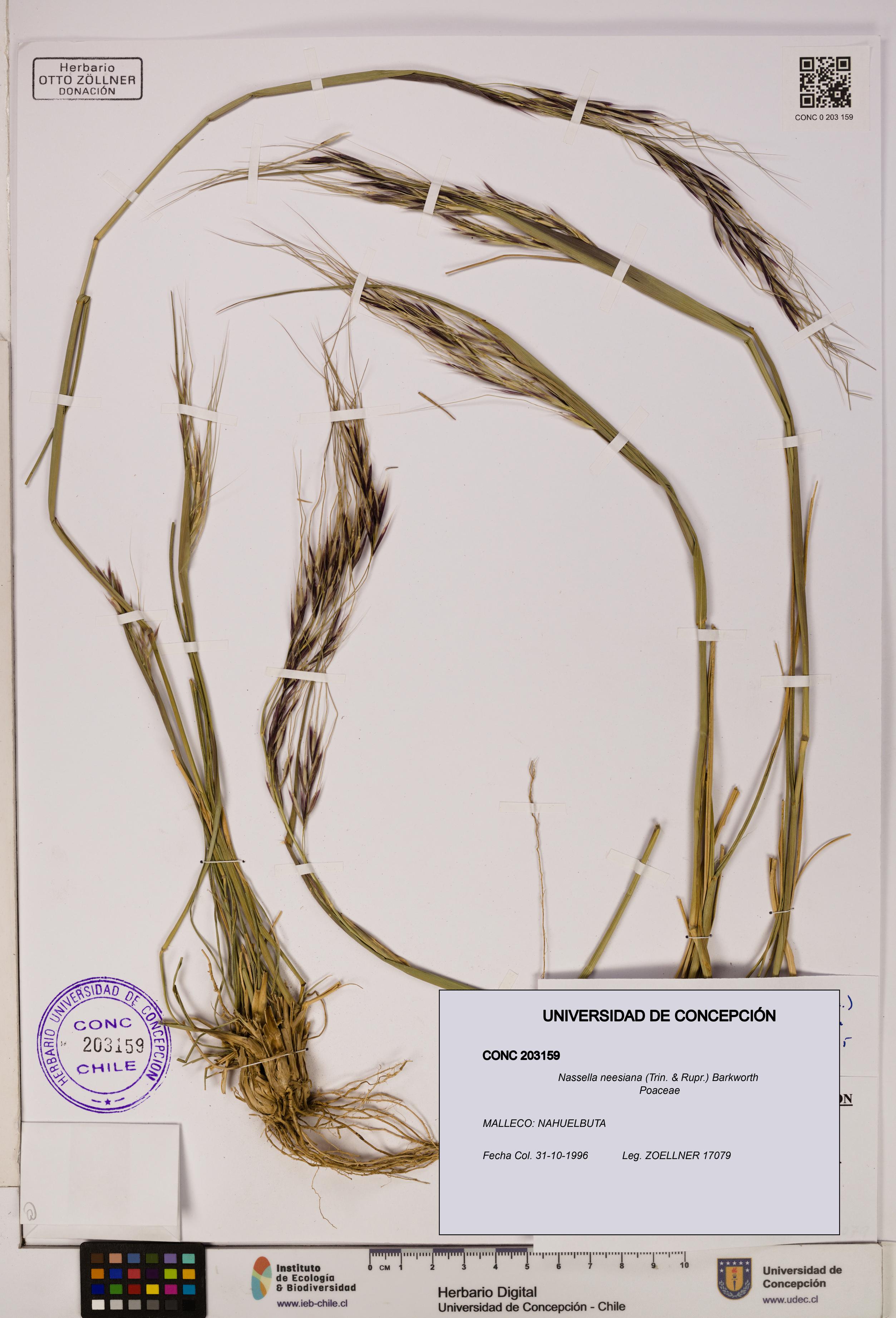 Nassella neesiana [Espécimen: UDEC:CONC:0203159]