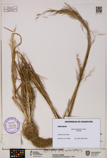 Bromus berteroanus [Espécimen: UDEC:CONC:0203161]