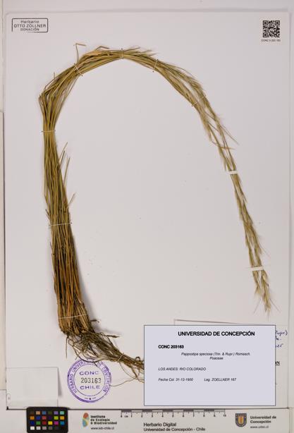 Pappostipa speciosa [Espécimen: UDEC:CONC:0203163]