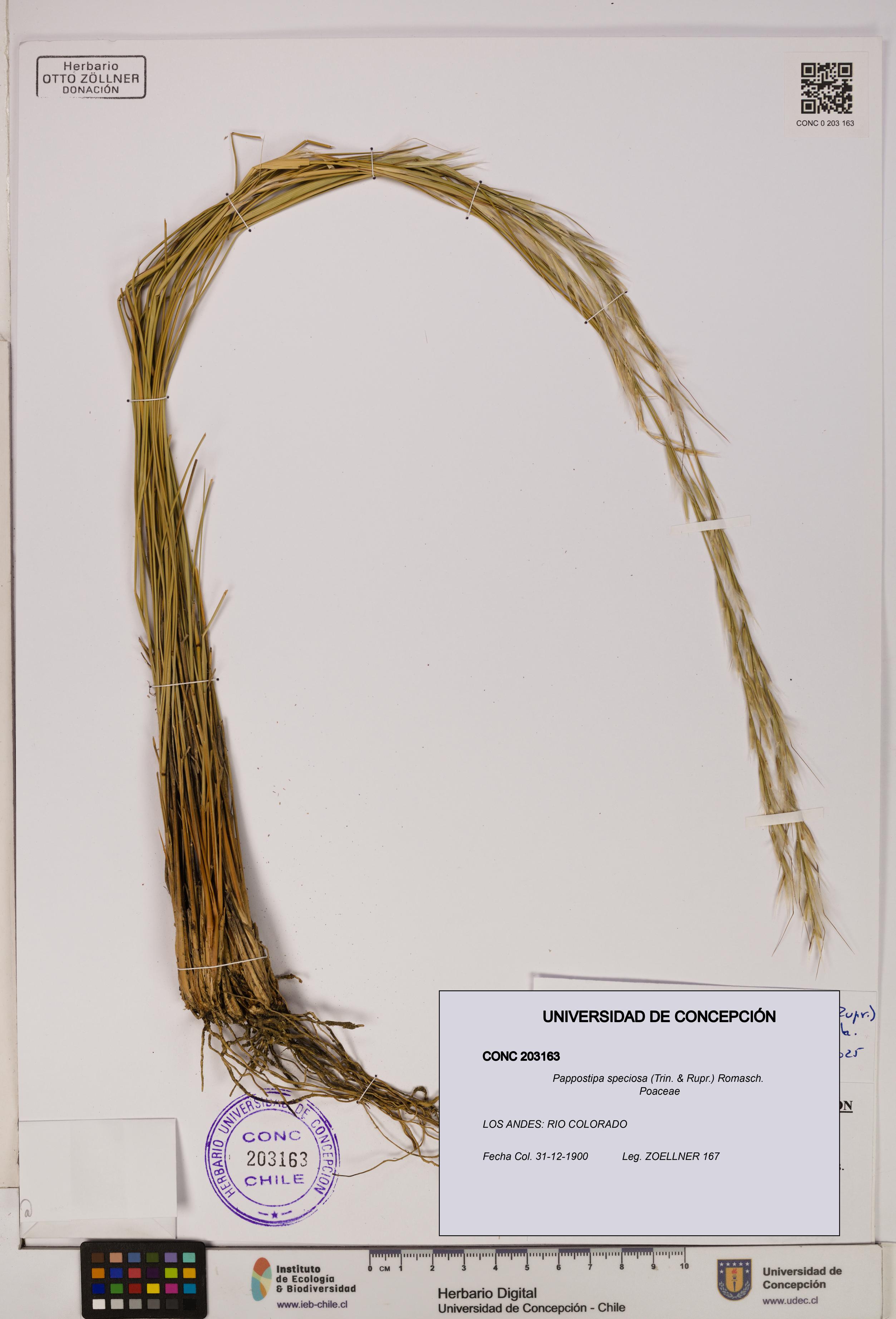 Pappostipa speciosa [Espécimen: UDEC:CONC:0203163]