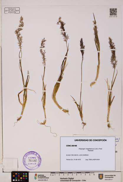 Polypogon magellanicus [Espécimen: UDEC:CONC:0203165]