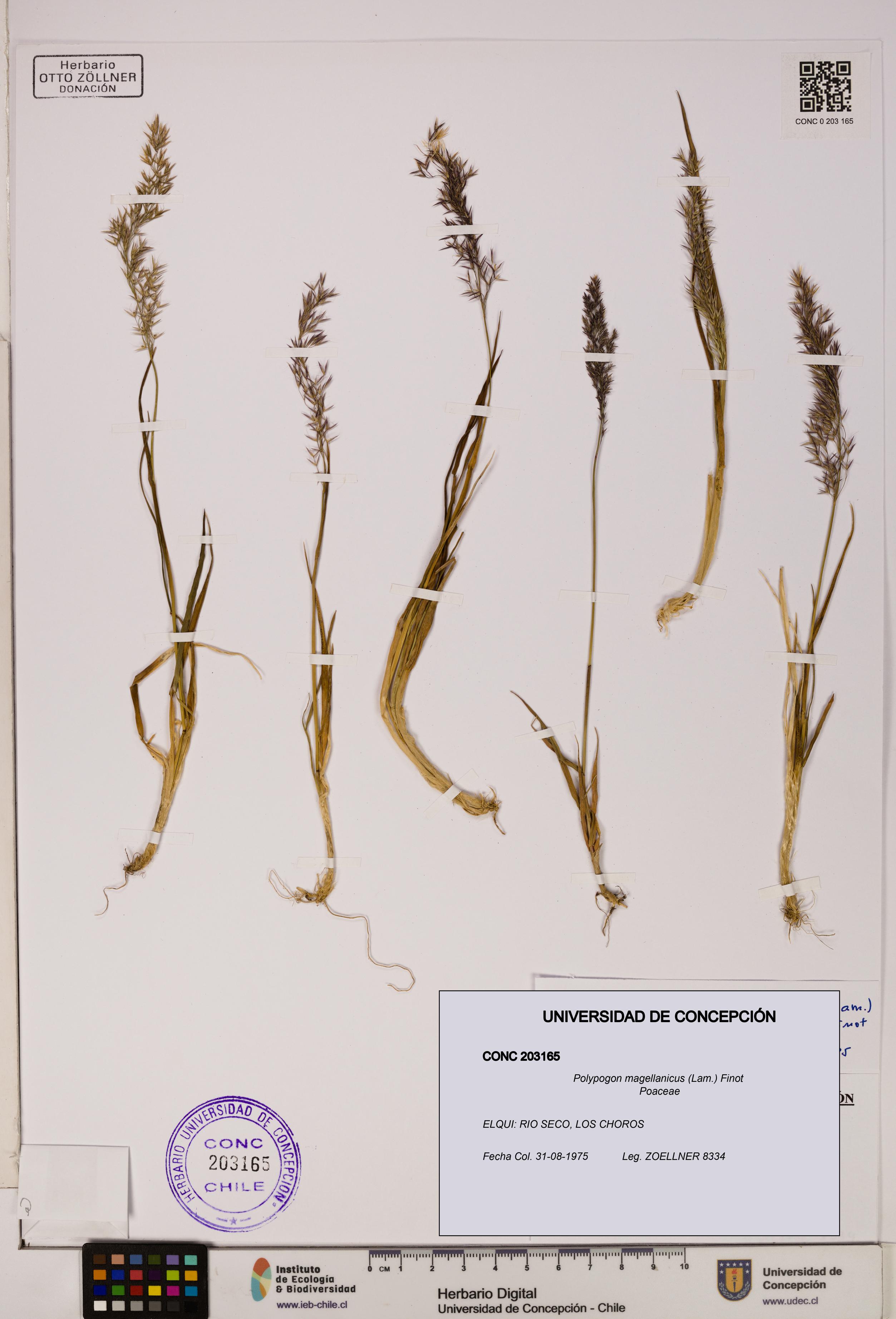 Polypogon magellanicus [Espécimen: UDEC:CONC:0203165]