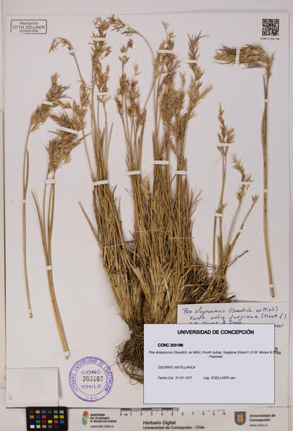 Poa alopecurus subsp. fuegiana [Espécimen: ]