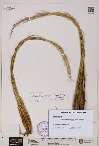 Pappostipa speciosa [Espécimen: UDEC:CONC:0203169]