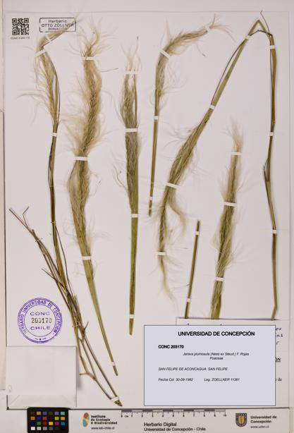 Jarava plumosula [Espécimen: UDEC:CONC:0203170]