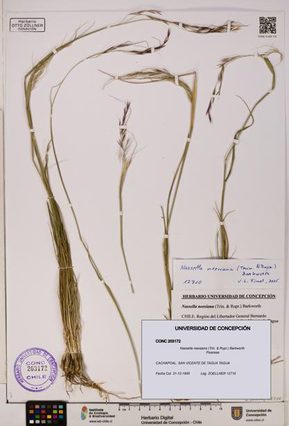 Nassella neesiana [Espécimen: UDEC:CONC:0203172]