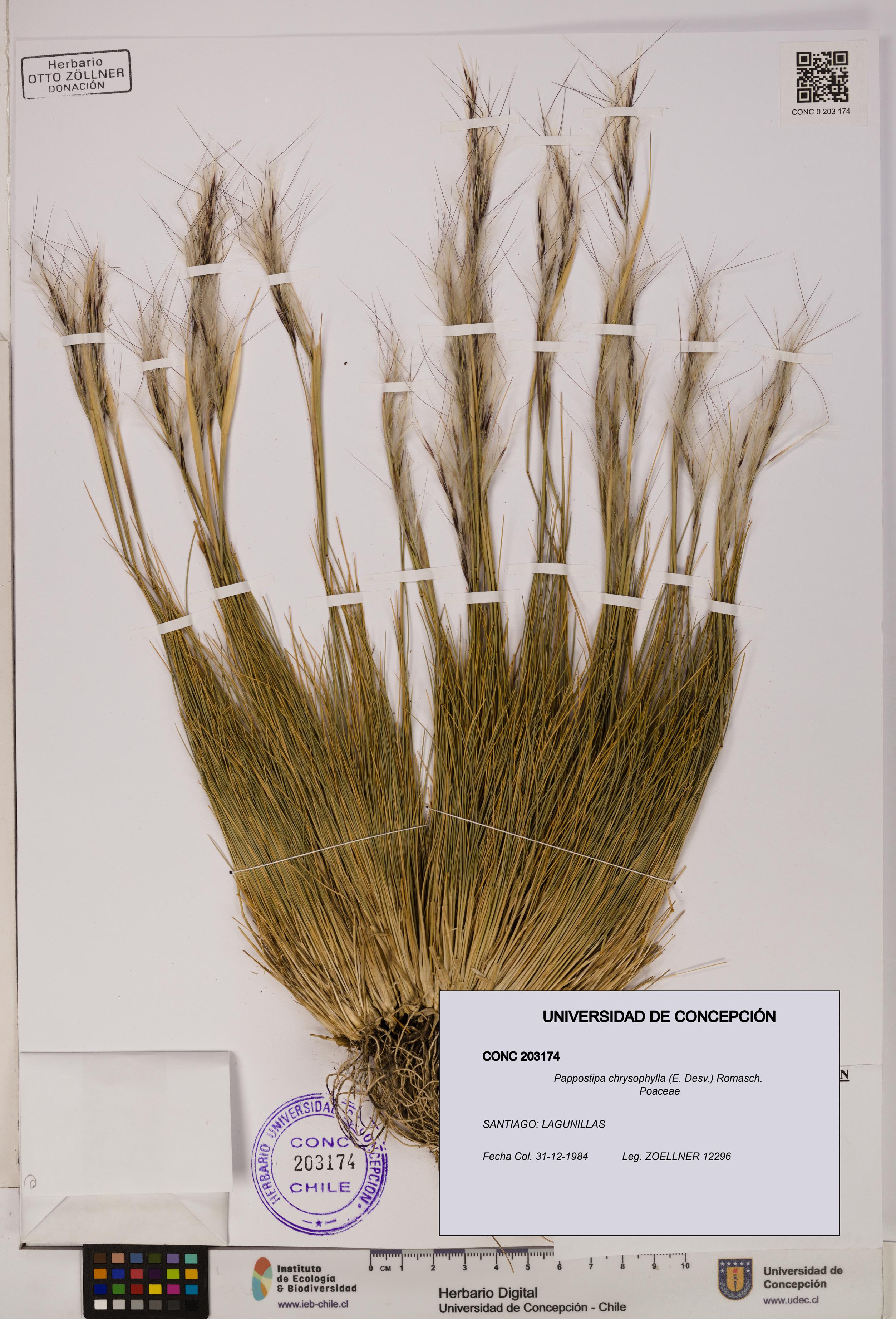 Pappostipa chrysophylla [Espécimen: UDEC:CONC:0203174]