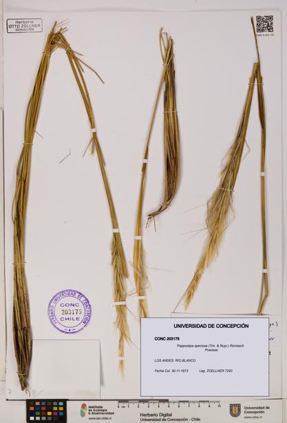 Pappostipa speciosa [Espécimen: UDEC:CONC:0203175]