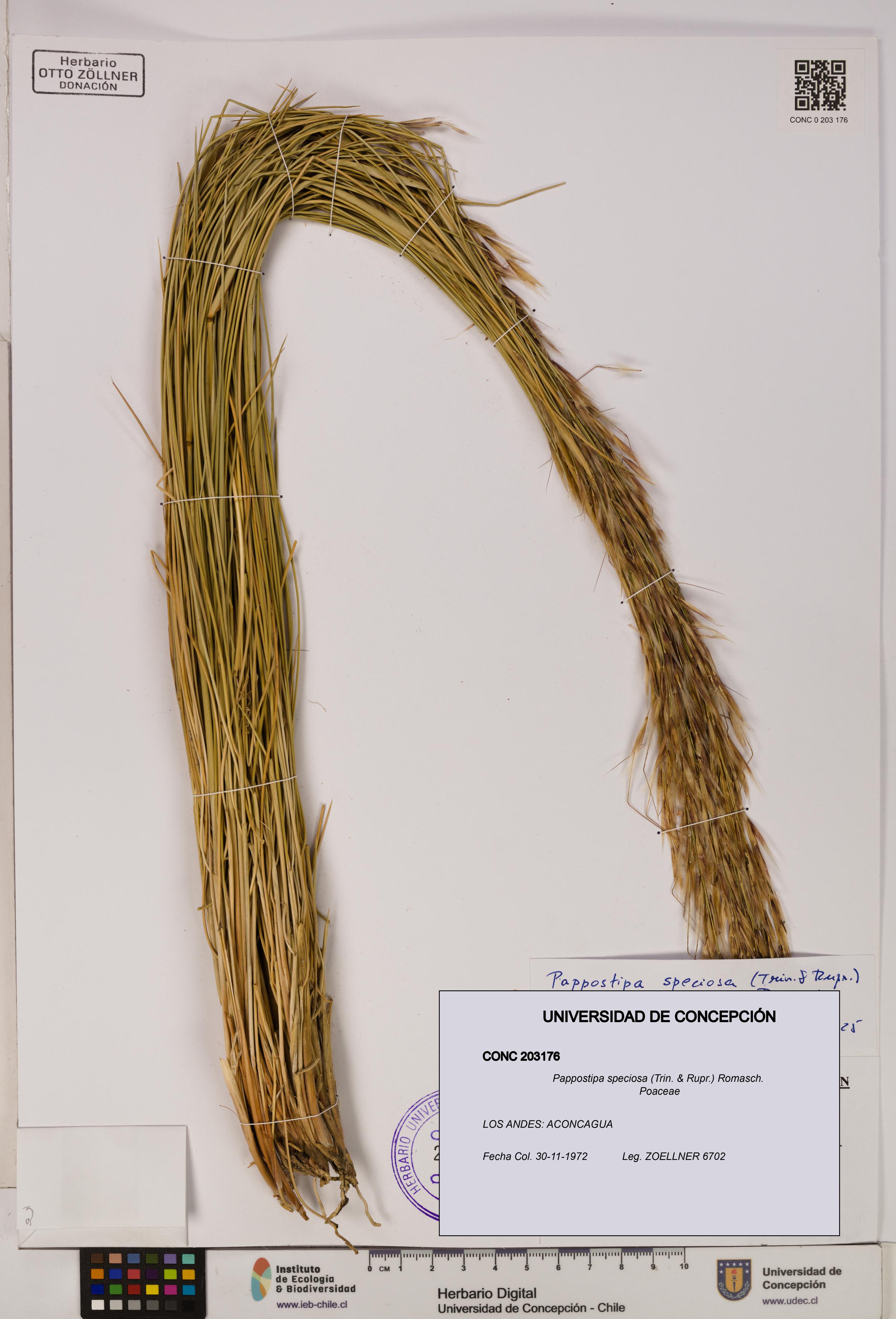 Pappostipa speciosa [Espécimen: UDEC:CONC:0203176]