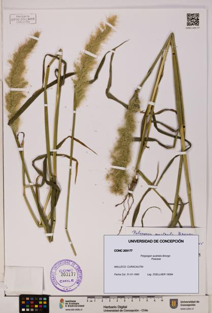 Polypogon australis [Espécimen: UDEC:CONC:0203177]