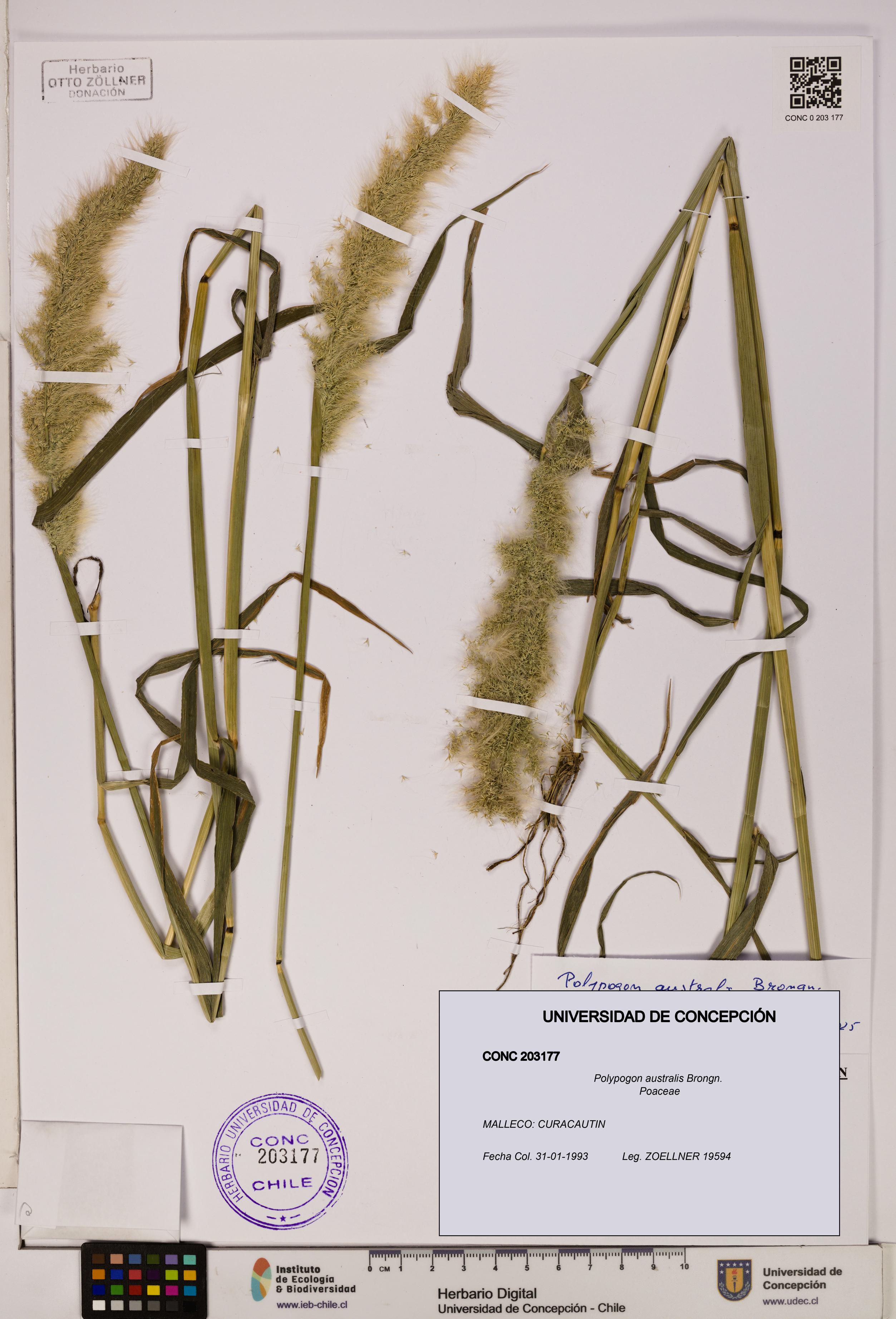 Polypogon australis [Espécimen: UDEC:CONC:0203177]