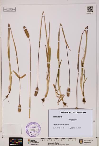 Phleum alpinum [Espécimen: UDEC:CONC:0203178]
