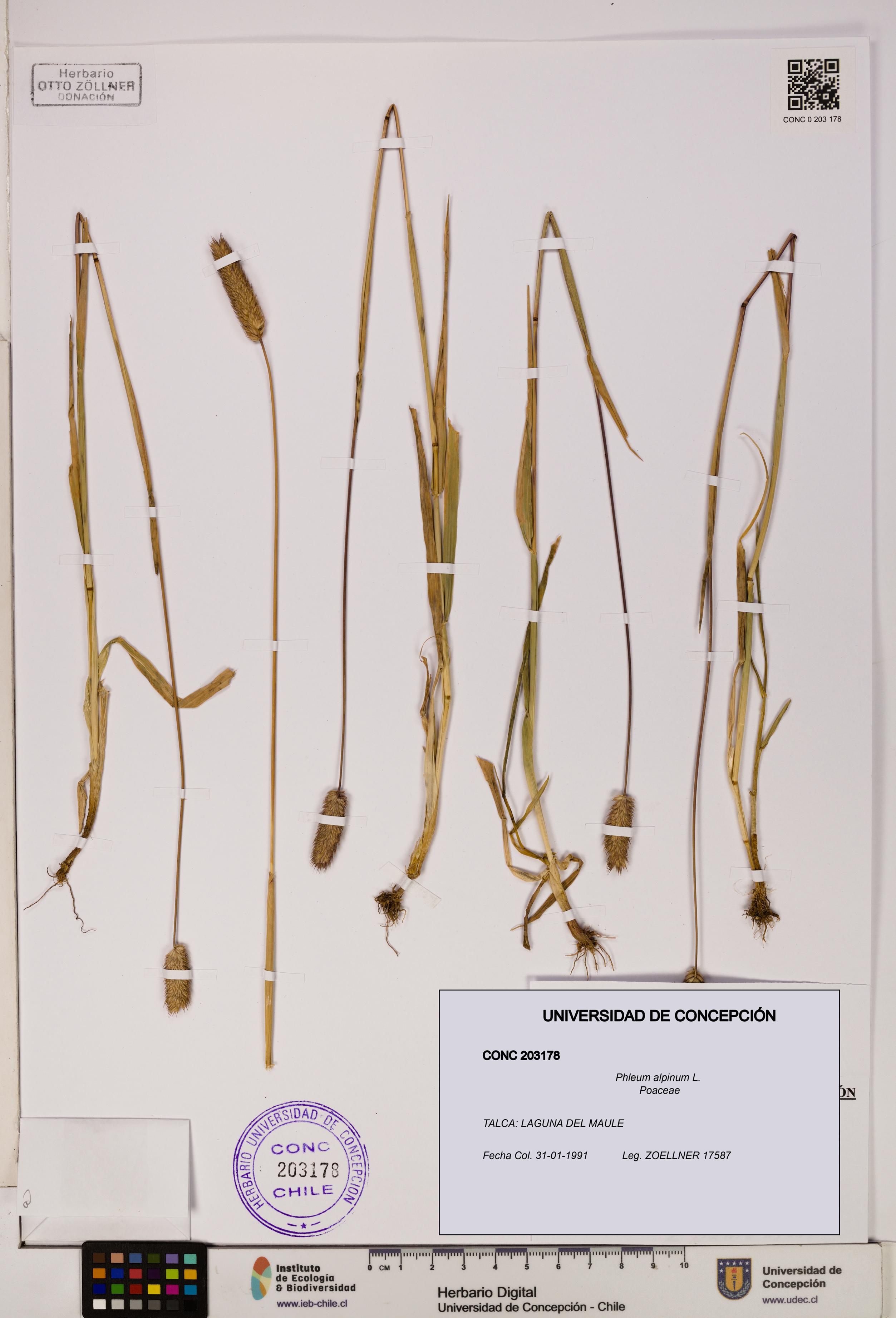Phleum alpinum [Espécimen: UDEC:CONC:0203178]