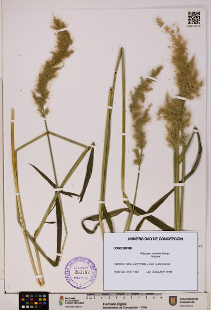 Polypogon australis [Espécimen: UDEC:CONC:0203182]
