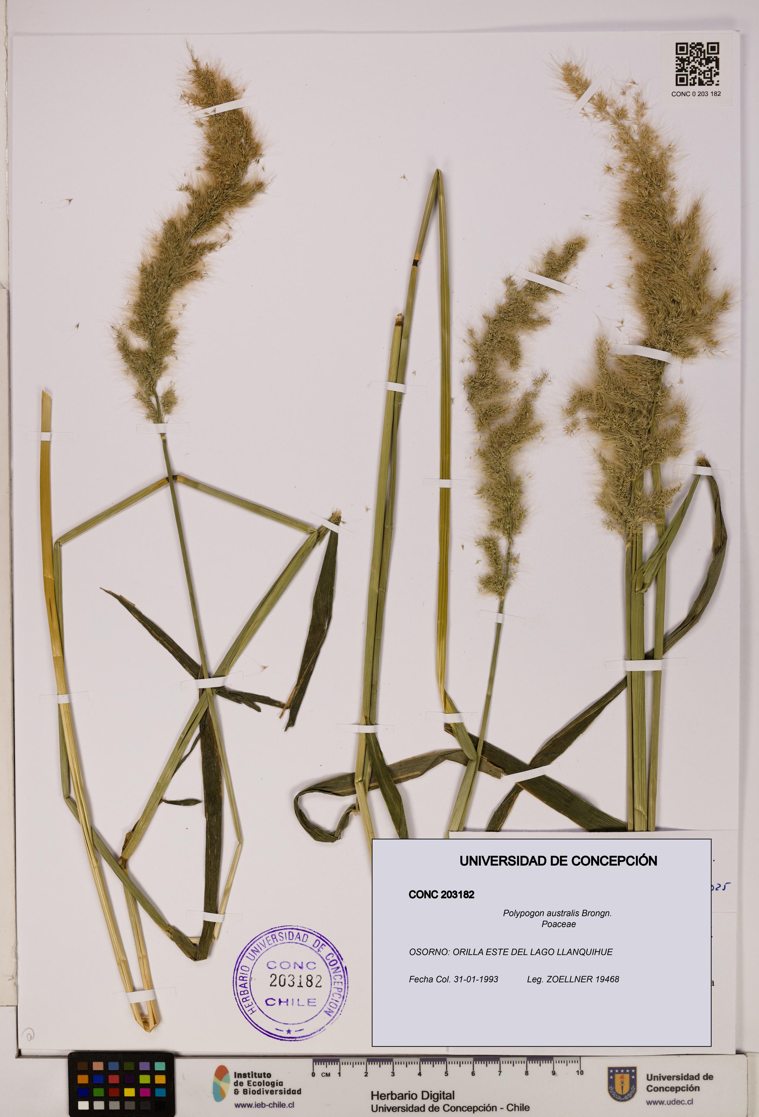 Polypogon australis [Espécimen: UDEC:CONC:0203182]