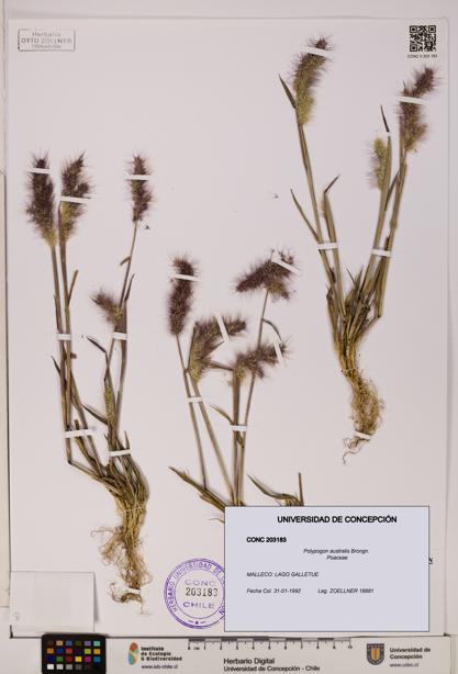 Polypogon australis [Espécimen: UDEC:CONC:0203183]