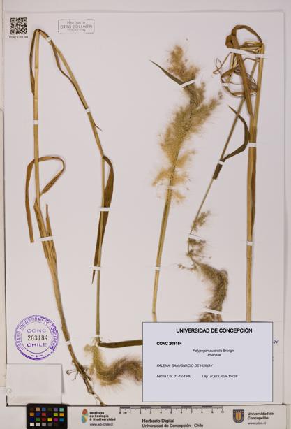 Polypogon australis [Espécimen: UDEC:CONC:0203184]