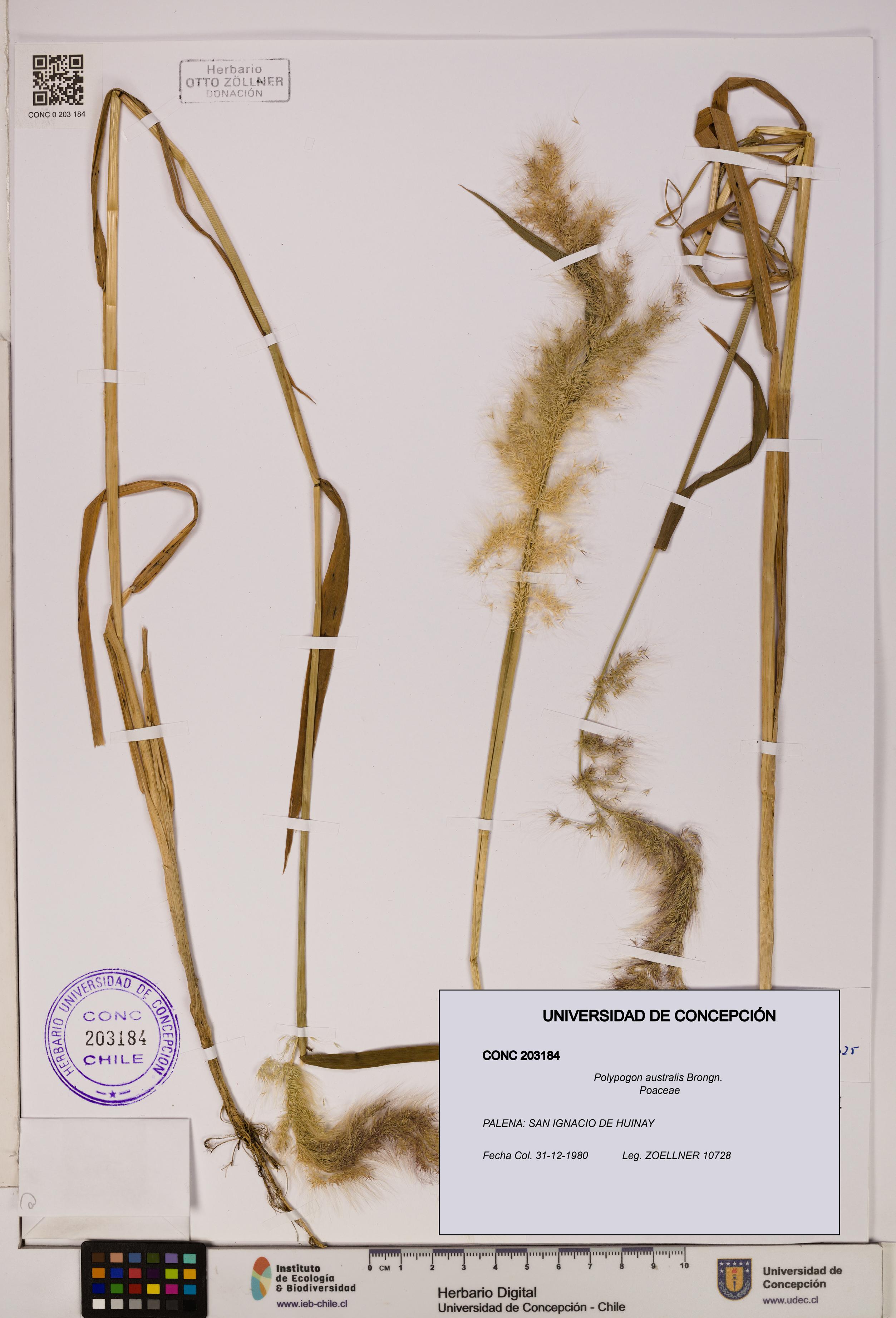 Polypogon australis [Espécimen: UDEC:CONC:0203184]