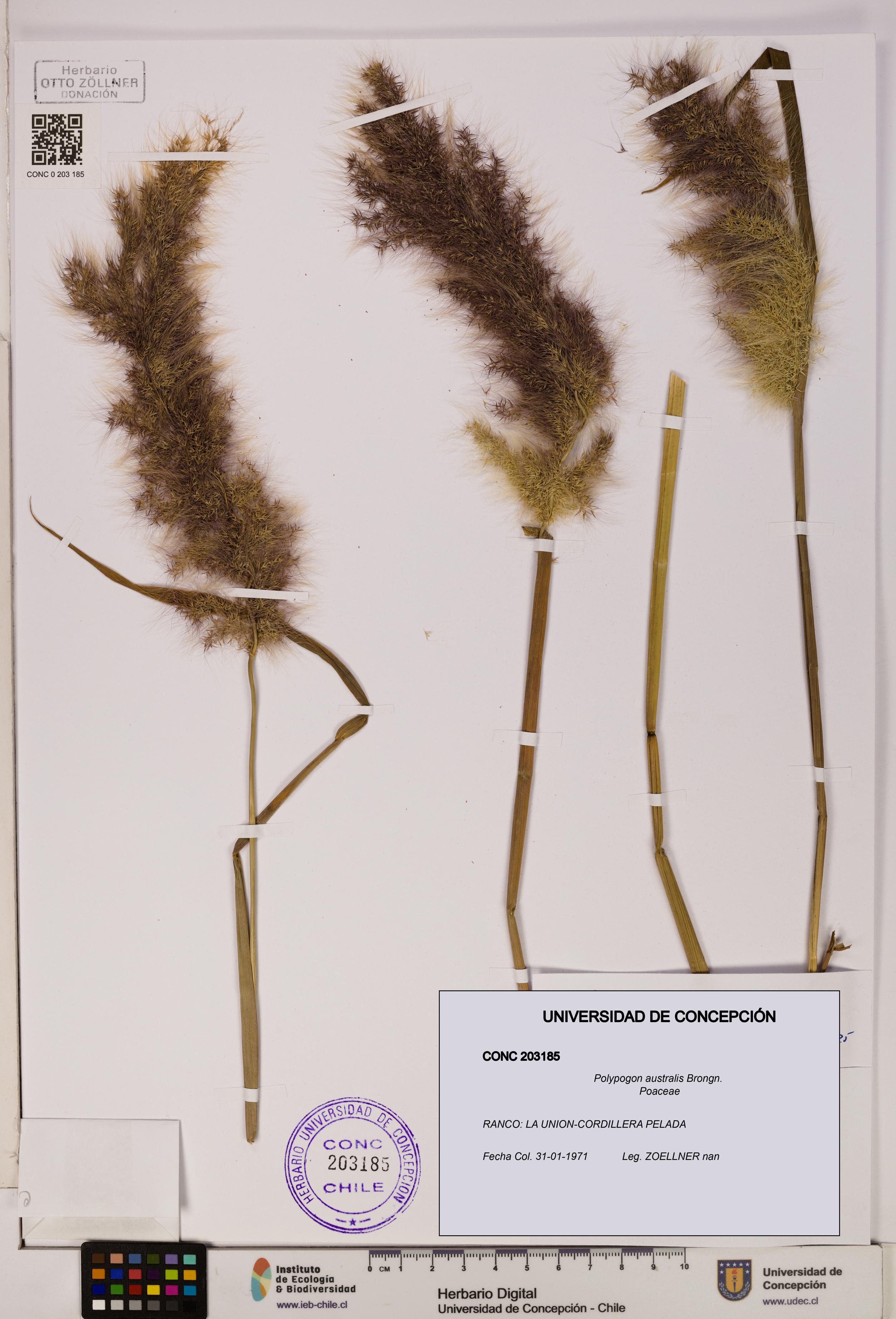 Polypogon australis [Espécimen: UDEC:CONC:0203185]