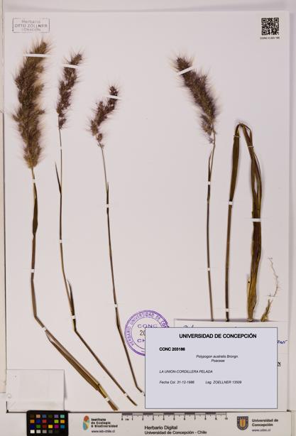 Polypogon australis [Espécimen: UDEC:CONC:0203186]