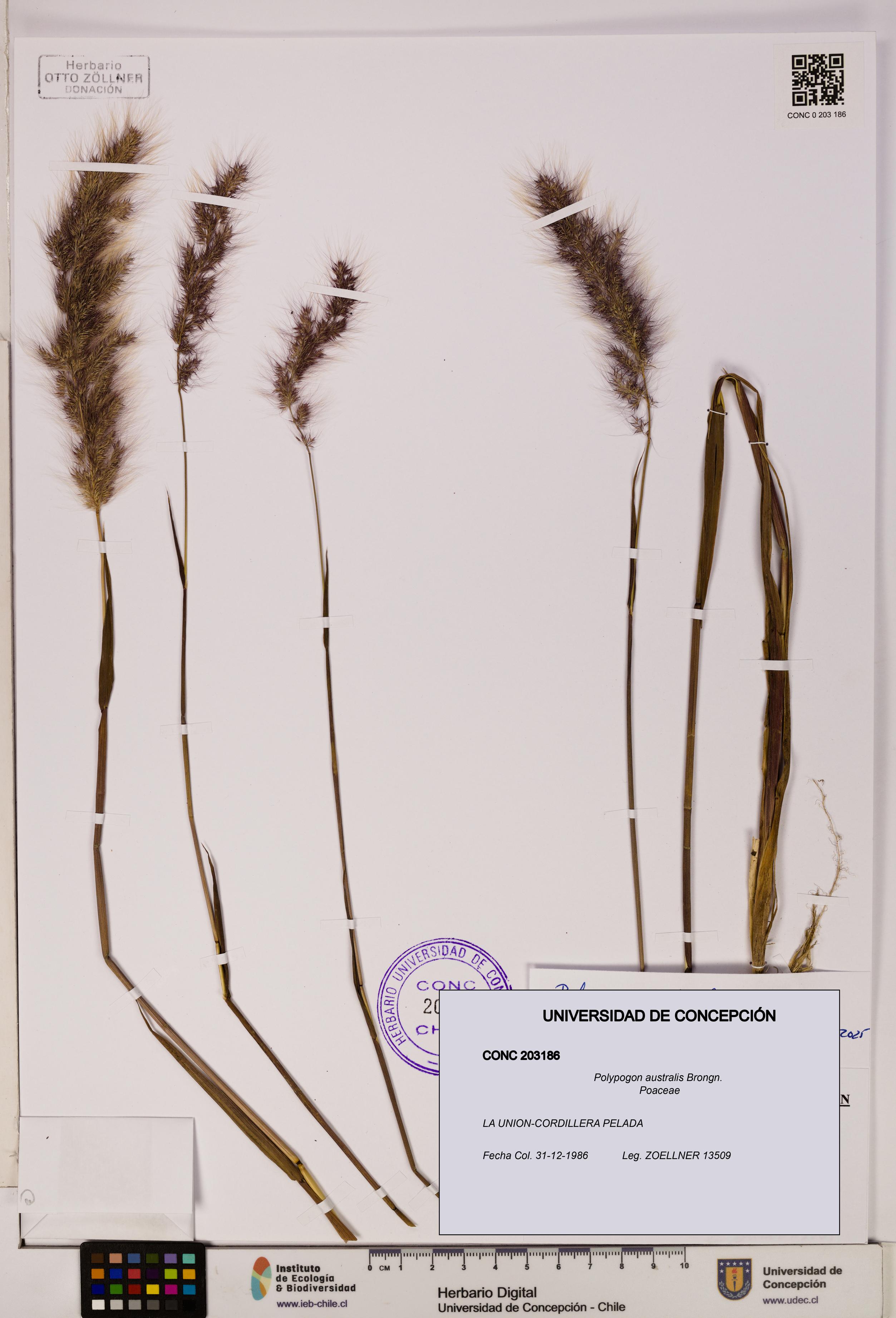 Polypogon australis [Espécimen: UDEC:CONC:0203186]