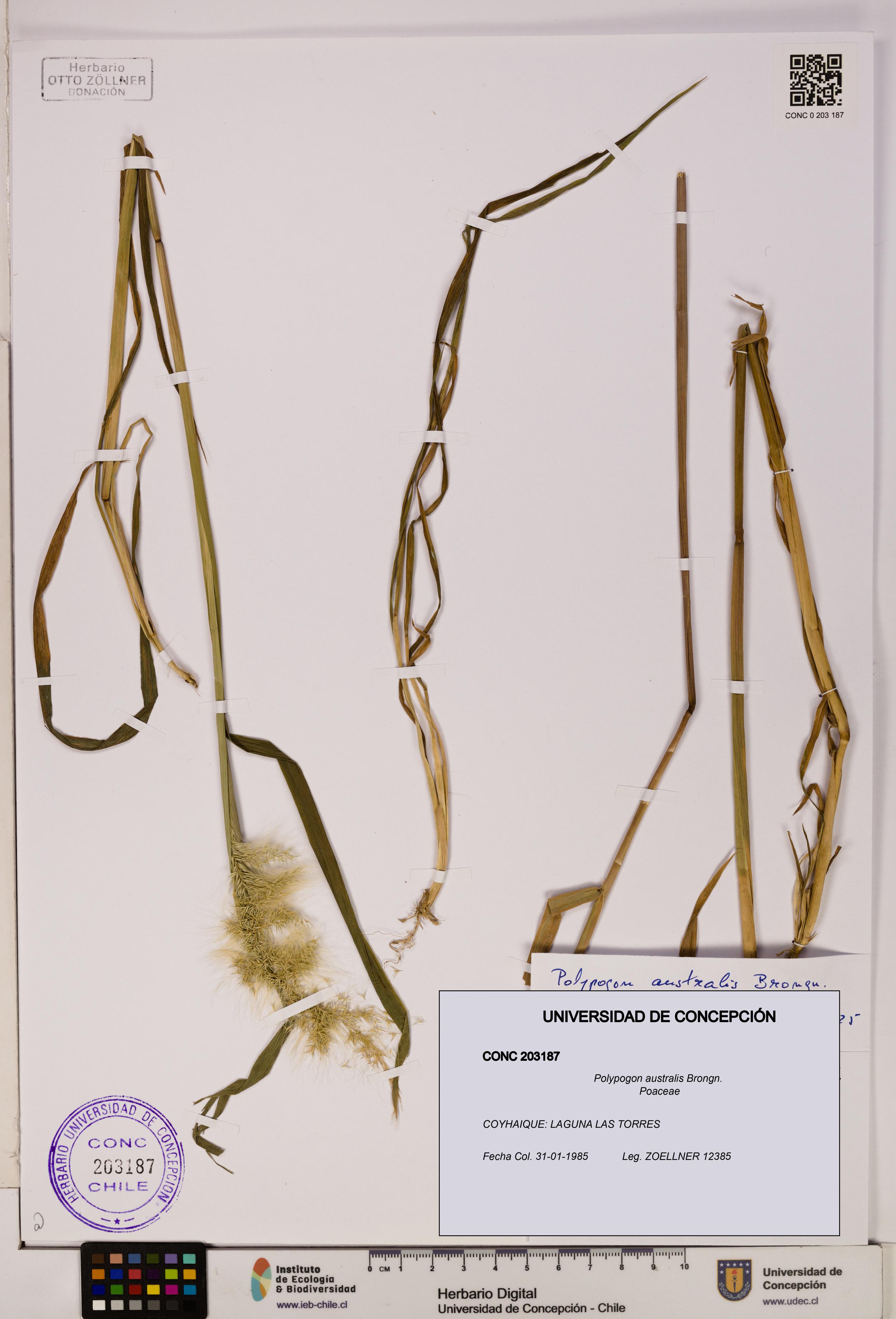 Polypogon australis [Espécimen: UDEC:CONC:0203187]