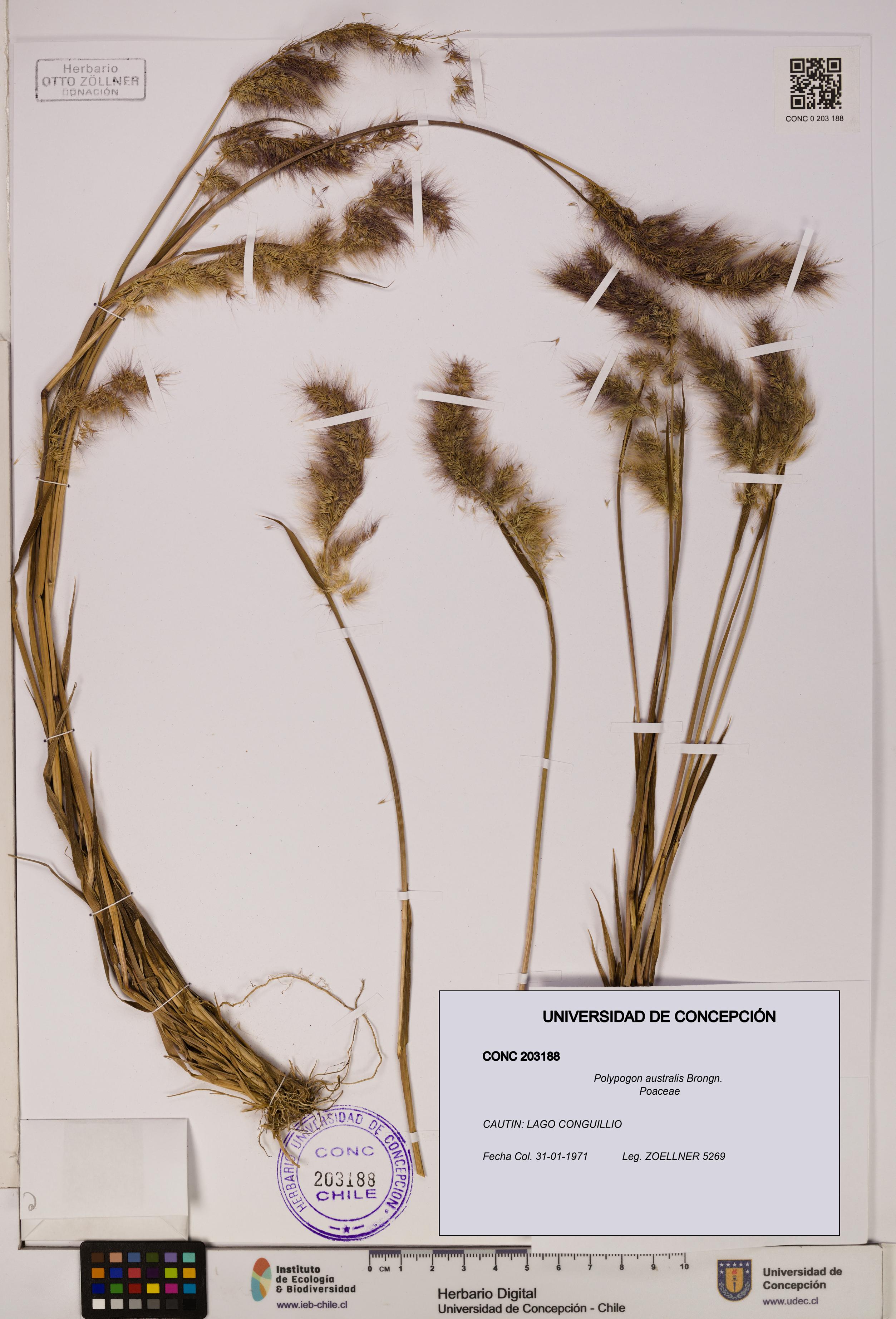 Polypogon australis [Espécimen: UDEC:CONC:0203188]