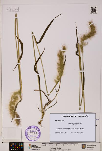 Polypogon australis [Espécimen: UDEC:CONC:0203189]