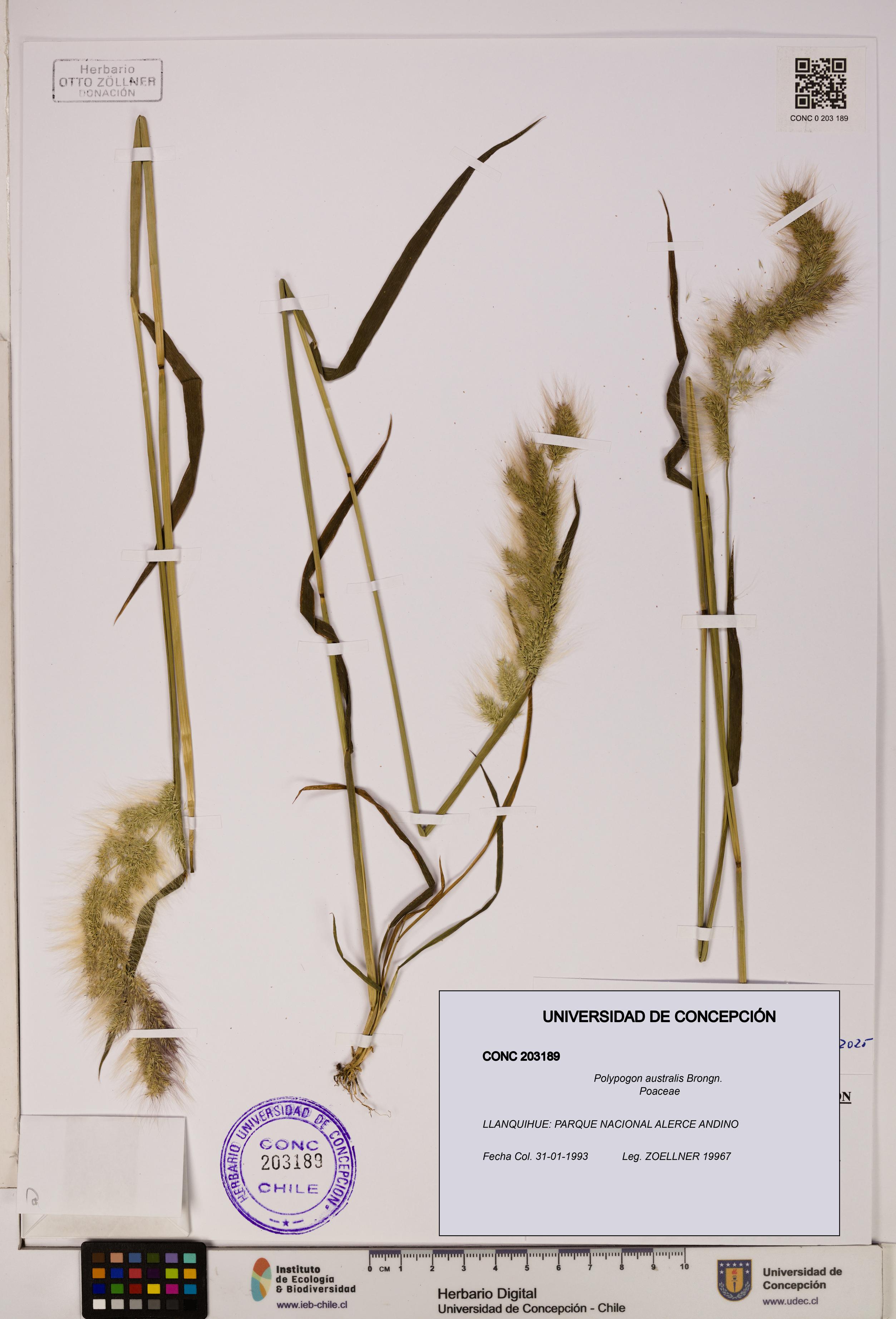 Polypogon australis [Espécimen: UDEC:CONC:0203189]