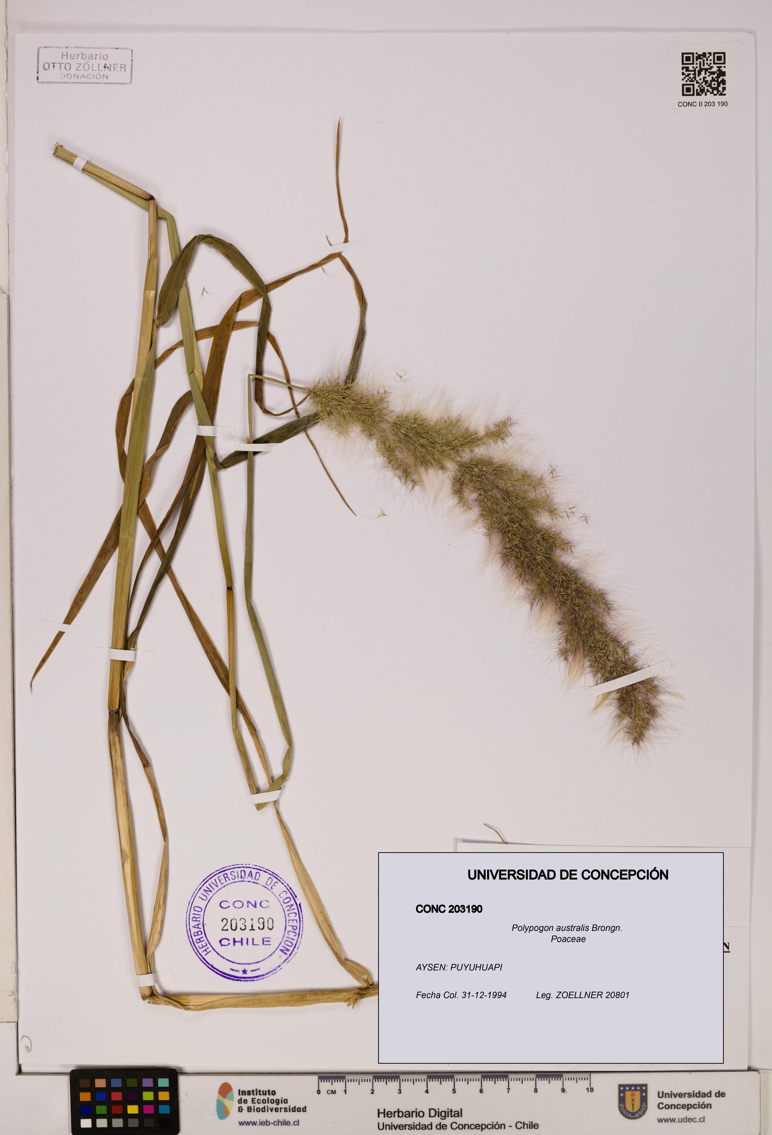 Polypogon australis [Espécimen: UDEC:CONC:0203190]