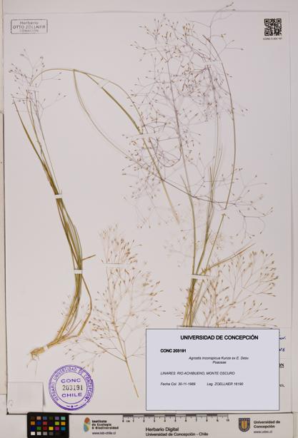 Agrostis inconspicua [Espécimen: UDEC:CONC:0203191]