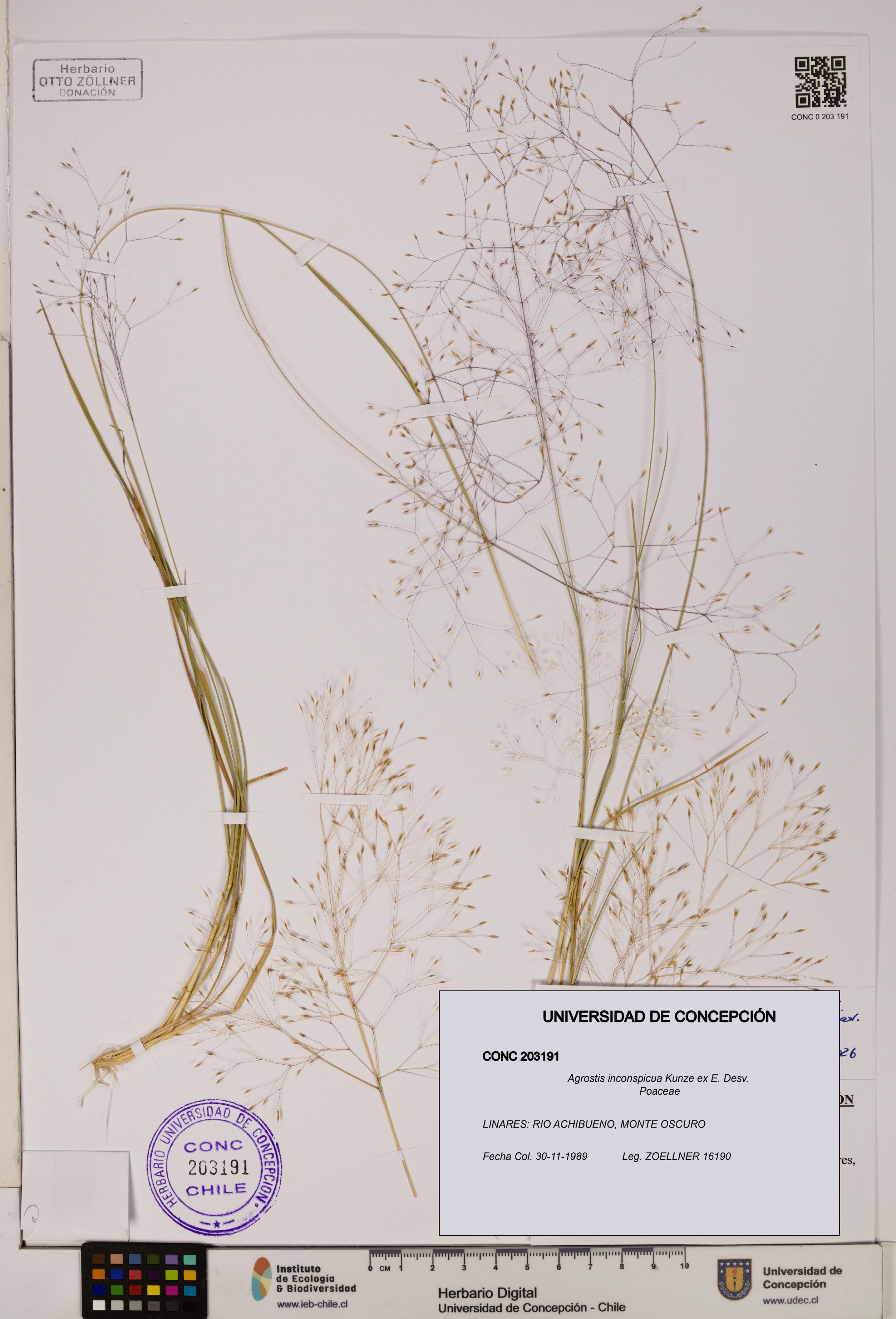 Agrostis inconspicua [Espécimen: UDEC:CONC:0203191]