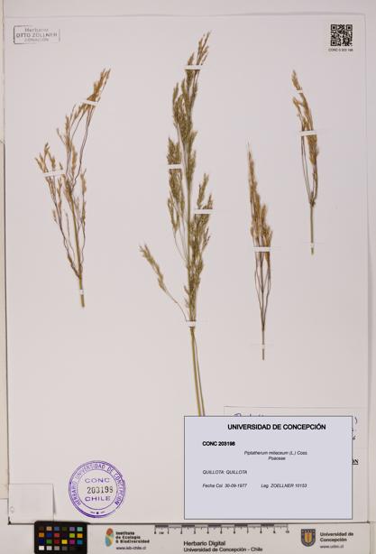 Piptatherum miliaceum [Espécimen: ]