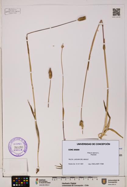 Phleum alpinum [Espécimen: UDEC:CONC:0203203]