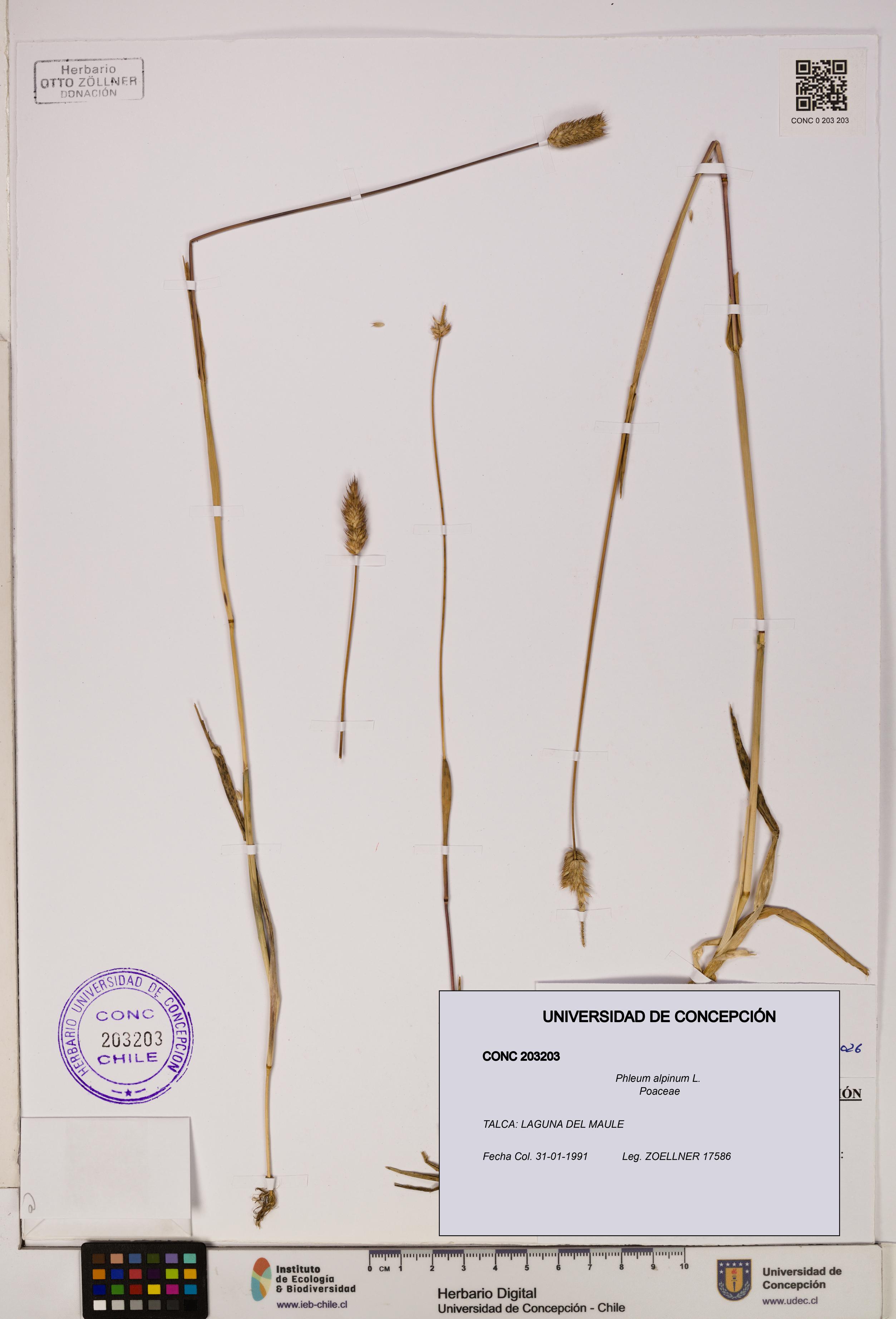 Phleum alpinum [Espécimen: UDEC:CONC:0203203]