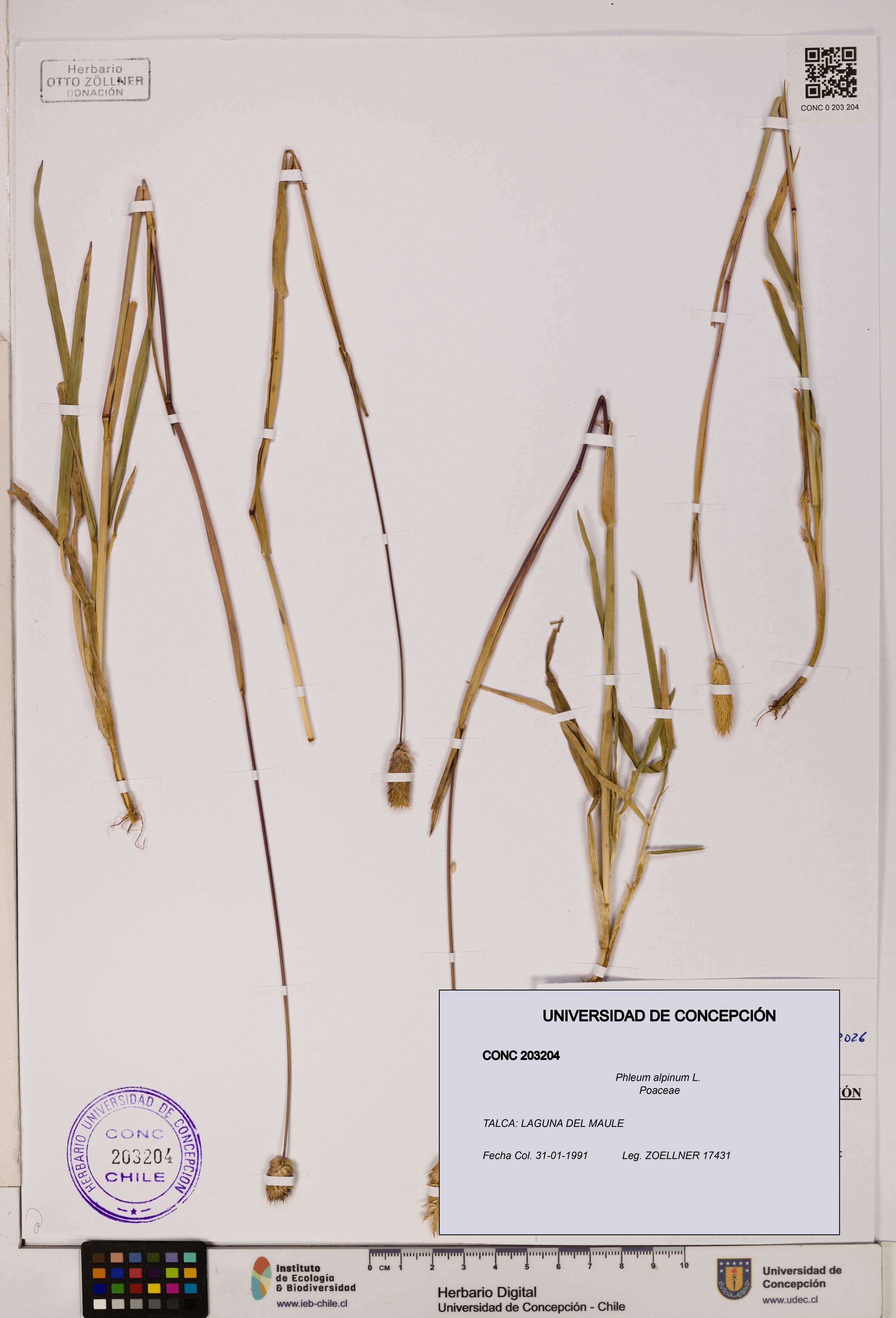 Phleum alpinum [Espécimen: UDEC:CONC:0203204]