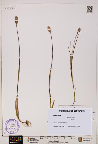 Phleum alpinum [Espécimen: UDEC:CONC:0203205]