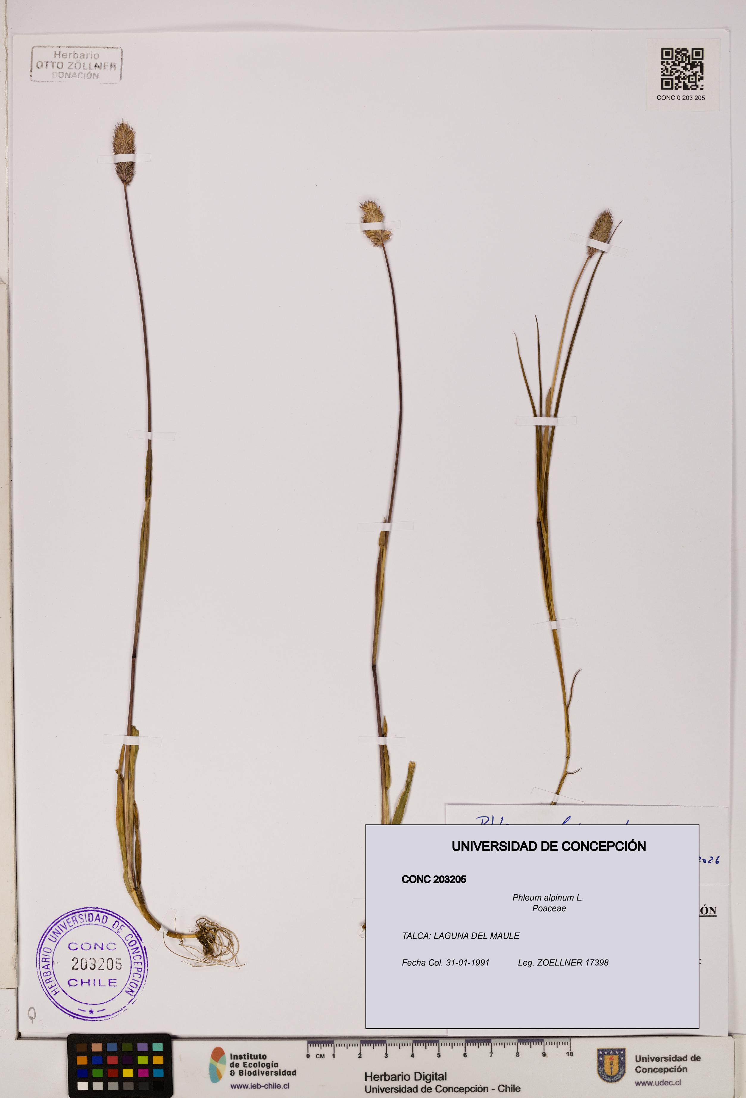 Phleum alpinum [Espécimen: UDEC:CONC:0203205]