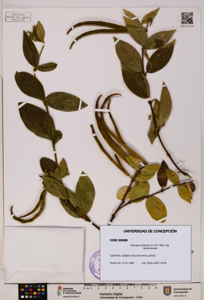 Elytropus chilensis [Espécimen: UDEC:CONC:0203206]