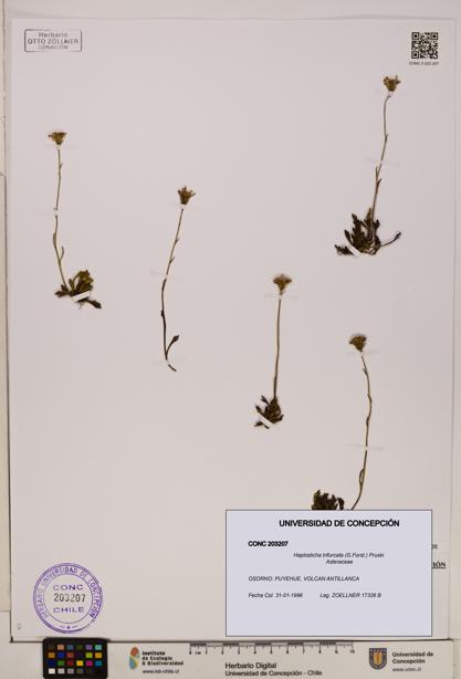 Haplosticha trifurcata [Espécimen: UDEC:CONC:0203207]