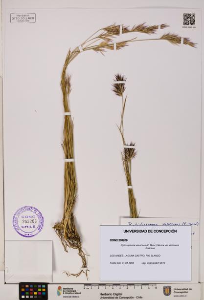 Rytidosperma virescens var. virescens [Espécimen: ]