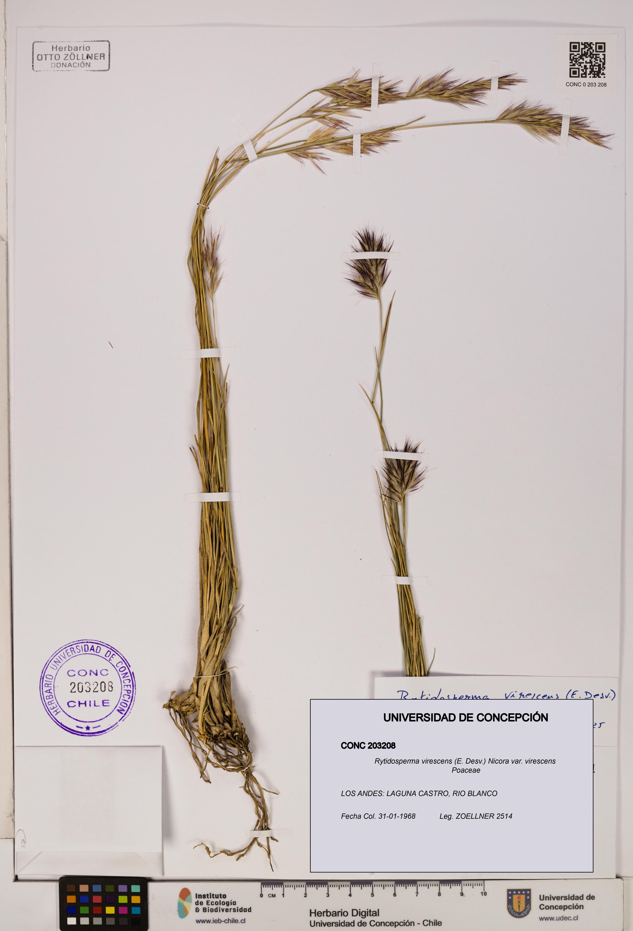 Rytidosperma virescens var. virescens [Espécimen: ]
