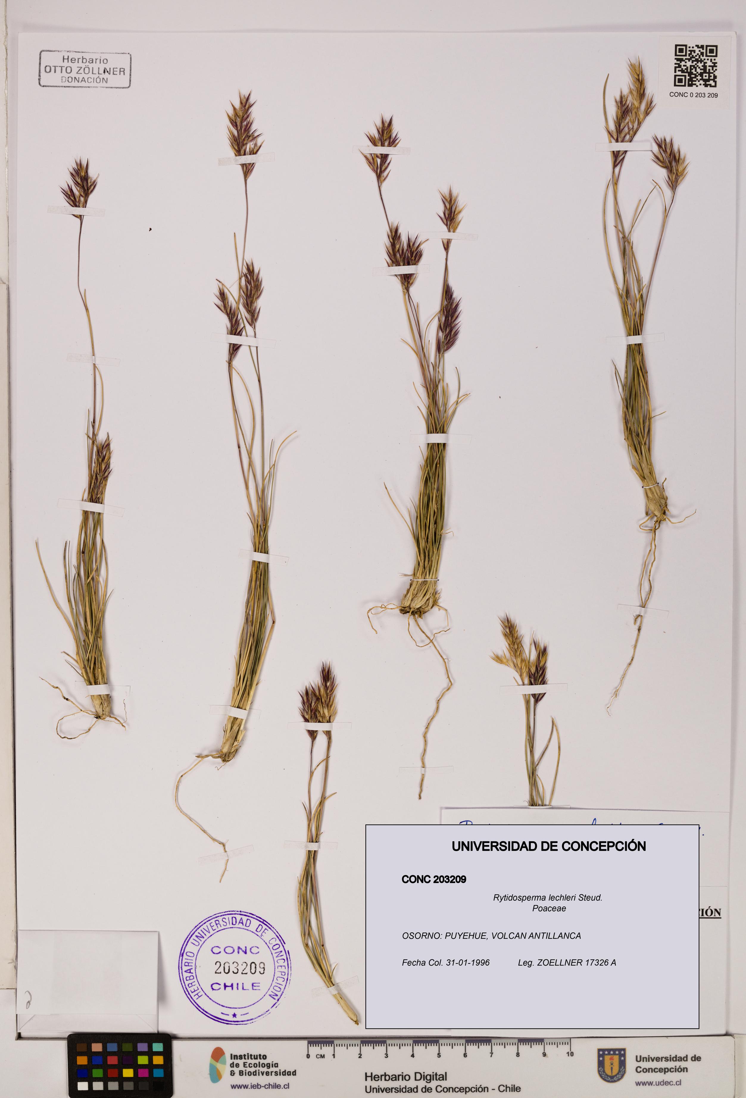 Rytidosperma lechleri [Espécimen: ]